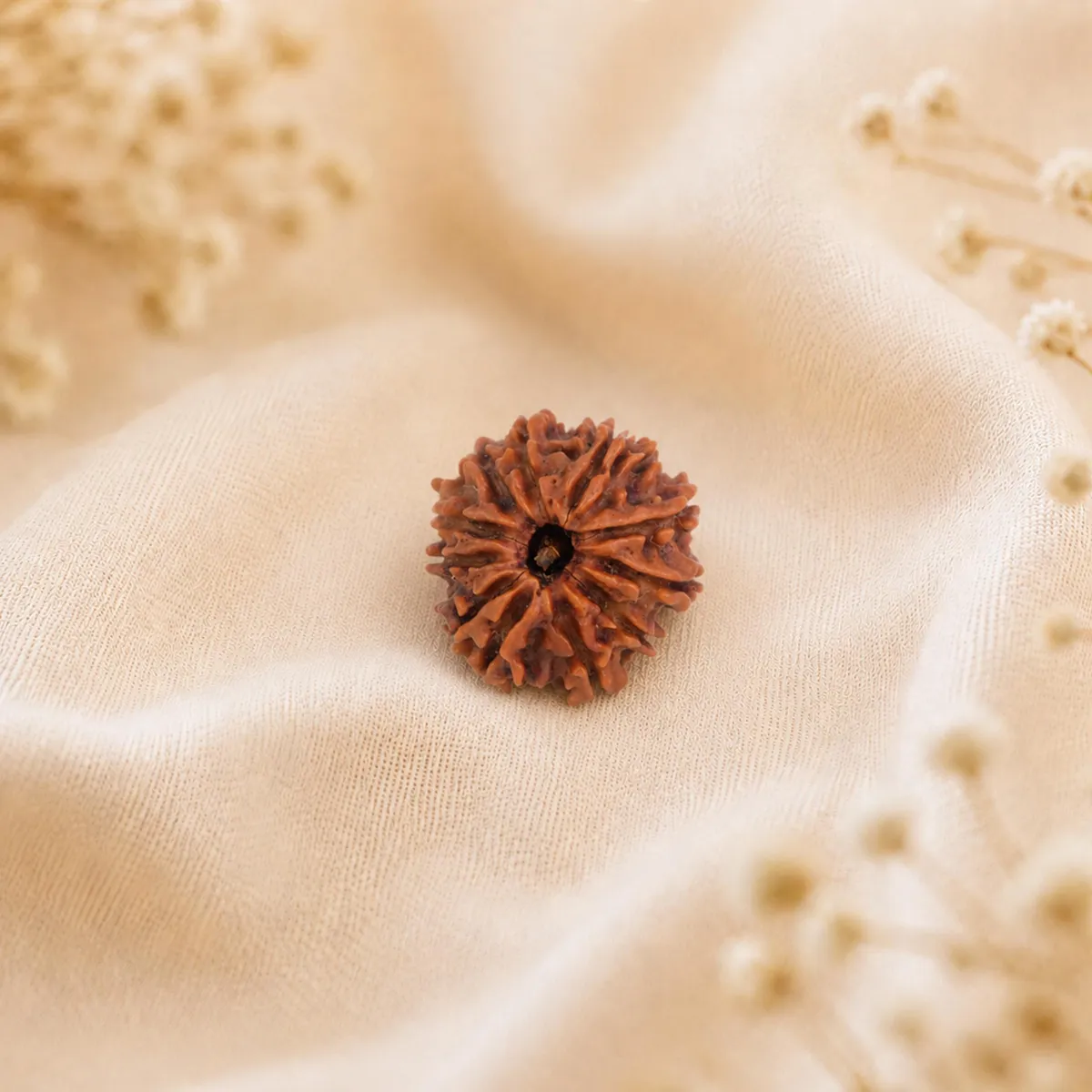 11 Mukhi Rudraksha